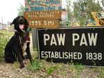 Coho posing in the signpost forest in Watson Lake, YT